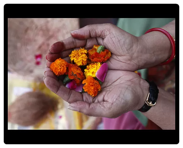 Flower offering during Hindu prayer, Mathura, Uttar Pradesh, India, Asia