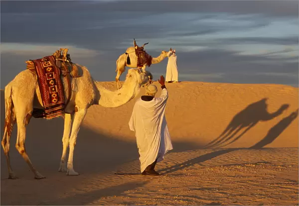 Camel drivers meeting in the Sahara, Douz, Kebili, Tunisia, North Africa, Africa