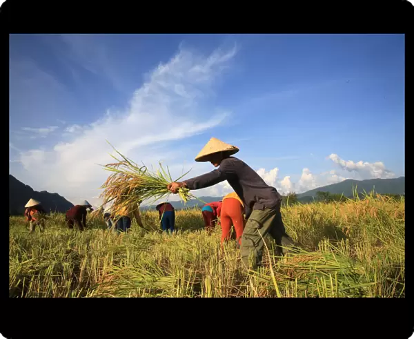 Farmers working in rice fields in rural landscape, Laos, Indochina, Southeast Asia, Asia