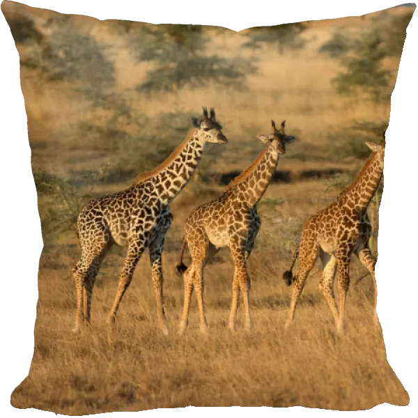 Young giraffes (Giraffa camelopardalis), Serengeti National Park, Tanzania, East Africa