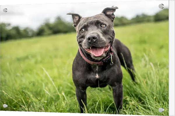 Staffordshire Bull Terrier standing in a green field, United Kingdom, Europe