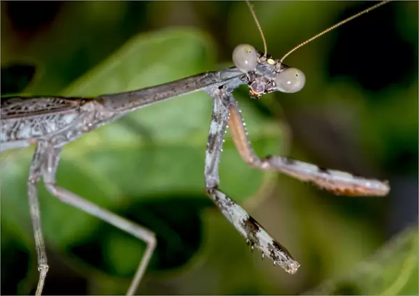 Closeup of a male Praying Mantis native to Arizona on the hunt for a female, Arizona