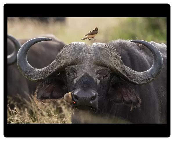 Cape buffalo (Syncerus caffer), Tsavo, Kenya, East Africa, Africa