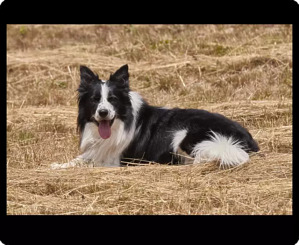 Happy border collie in a straw field, Emilia Romagna, Italy, Europe
