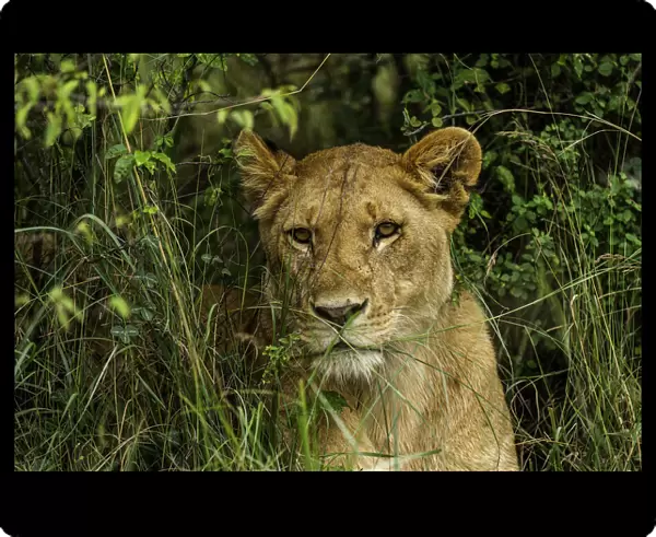 A Lion (Panthera leo) in the brush in the Msai Mara National Reserve, Kenya