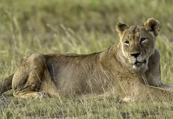 A Lion (Panthera leo), Amboseli National Park, Kenya, East Africa, Africa