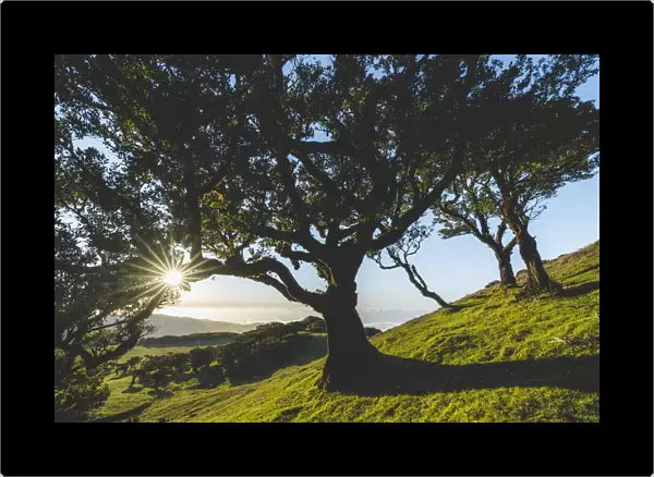 Old laurel tree and green meadows at sunset, Fanal forest, Madeira island, Portugal