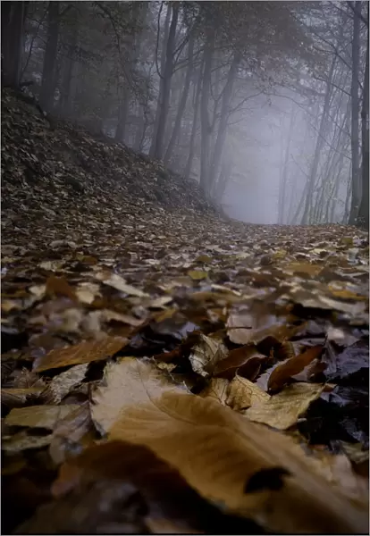 Trail in the wood on a foggy day all covered by dead leaves, Rhineland-Palatinate, Germany, Europe