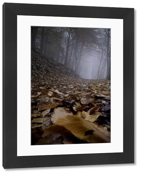 Trail in the wood on a foggy day all covered by dead leaves, Rhineland-Palatinate, Germany, Europe
