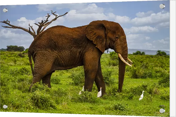 African elephant (Loxodonta), Amboseli National Park, Kenya, East Africa, Africa