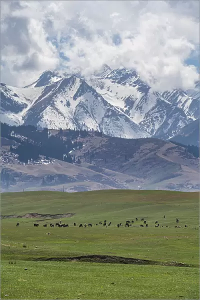 Cow herd in front of the Kolsay Lakes National Park, Tian Shan mountains, Kazakhstan, Central Asia, Asia