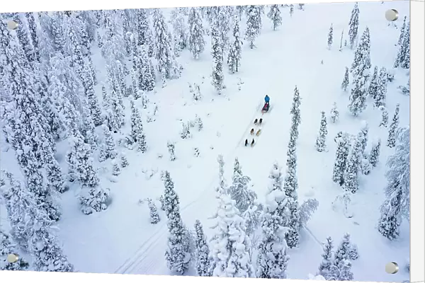 Aerial view of tourists dog sledding in the snowy forest, Lapland, Finland, Europe