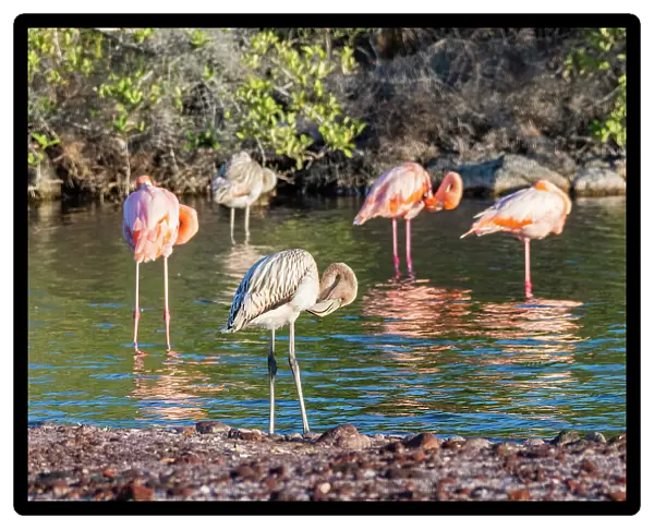 A flock of American flamingo (Phoenicopterus ruber), feeding on artesmia shrimp, Rabida Island, Galapagos Islands, UNESCO World Heritage Site, Ecuador, South America