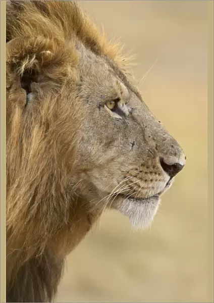 Lion (Panthera leo), Masai Mara National Reserve, Kenya, East Africa, Africa