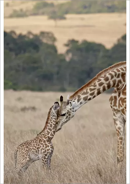Mother and baby Masai Giraffe (Giraffa camelopardalis tippelskirchi) just days old