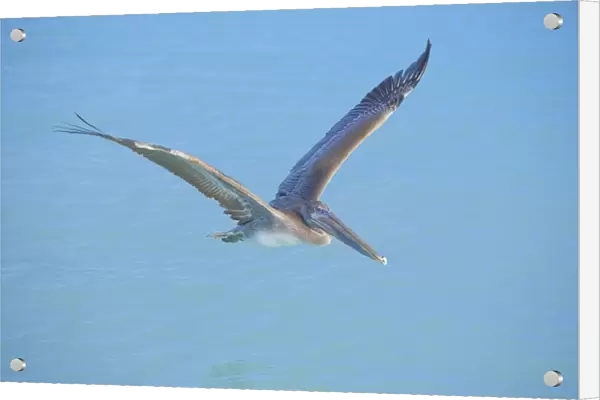 Pelican flying over sea, Key West, Florida, United States of America, North America