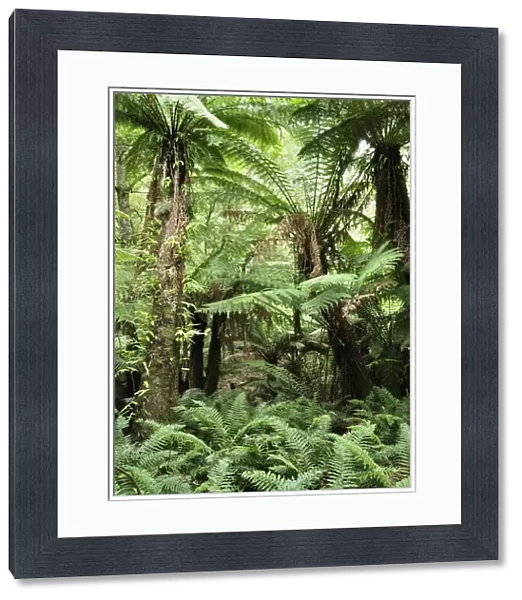 Tree Ferns, Dandenong Ranges National Park, Victoria, Australia, Pacific
