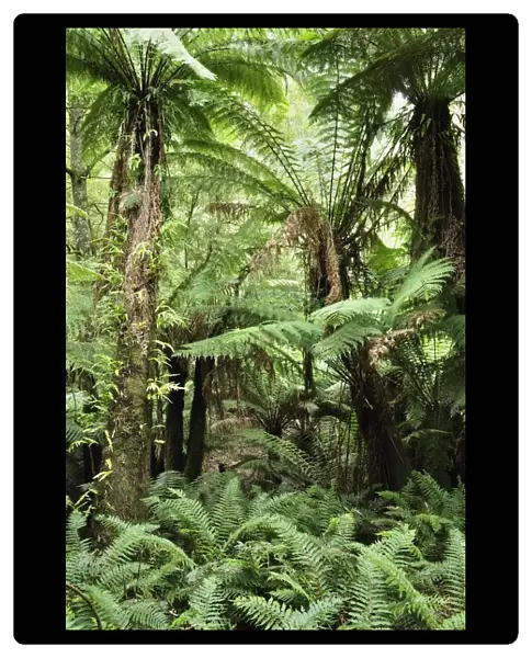 Tree Ferns, Dandenong Ranges National Park, Victoria, Australia, Pacific