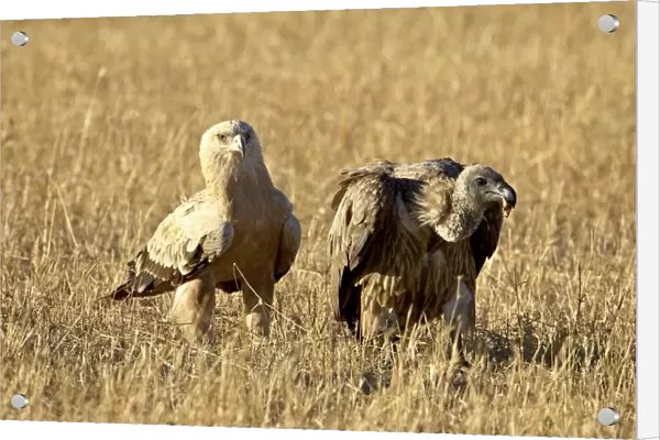 Tawny eagle (Aquila rapax) and African white-backed vulture (Gyps africanus)