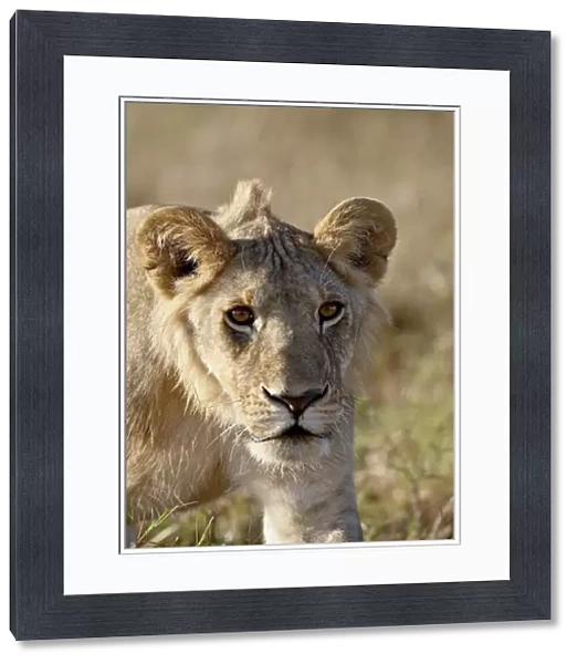Young male lion (Panthera leo), Masai Mara National Reserve, Kenya, East Africa, Africa