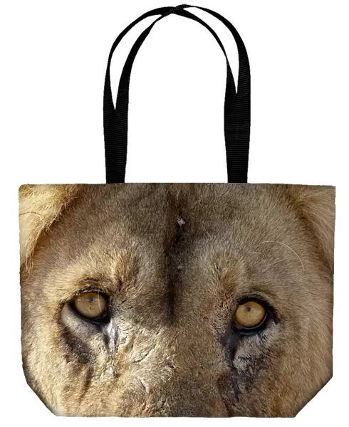 Lion (Panthera leo) eyes, Kgalagadi Transfrontier Park, encompassing the former Kalahari Gemsbok National Park