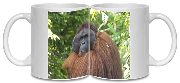 Semi-wild Orang Utan (Pongo pygmaeus) at Semengok Orangutan Sanctuary and Rehabilitation Centre