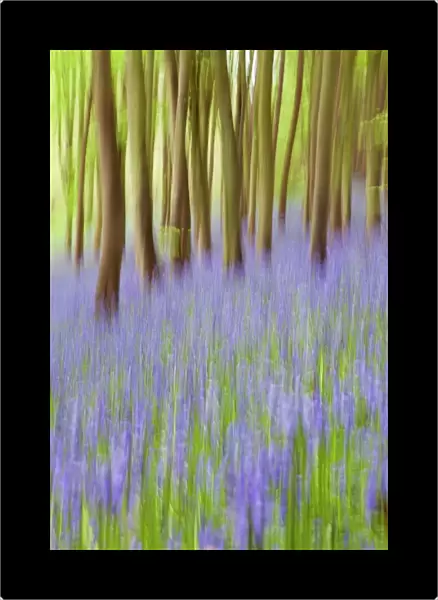 Bluebell woods, Somerset, England, United Kingdom, Europe