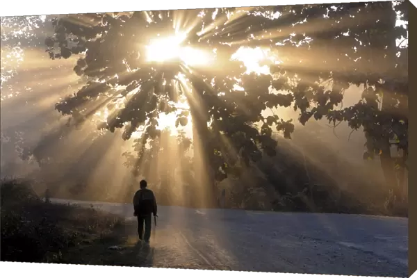 Man walking along a street with sun rays shining through a tree, Highlands