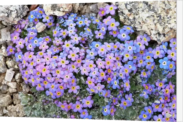 Alpine forget-me-not (Eritrichium nanum), Mount Evans, Colorado, United States of America