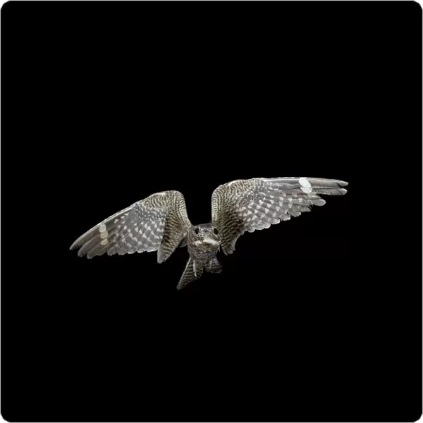 Lesser nighthawk (Chordeiles acutipennis) in flight, near Portal, Arizona