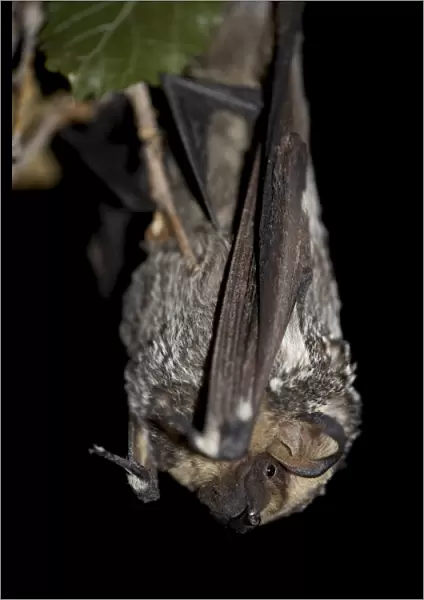 Hoary bat (Lasiurus cinereus), in captivity near Portal, Arizona, United States of America