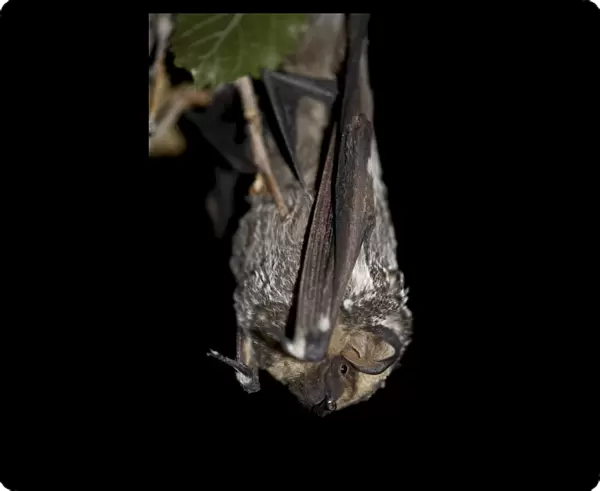 Hoary bat (Lasiurus cinereus), in captivity near Portal, Arizona, United States of America