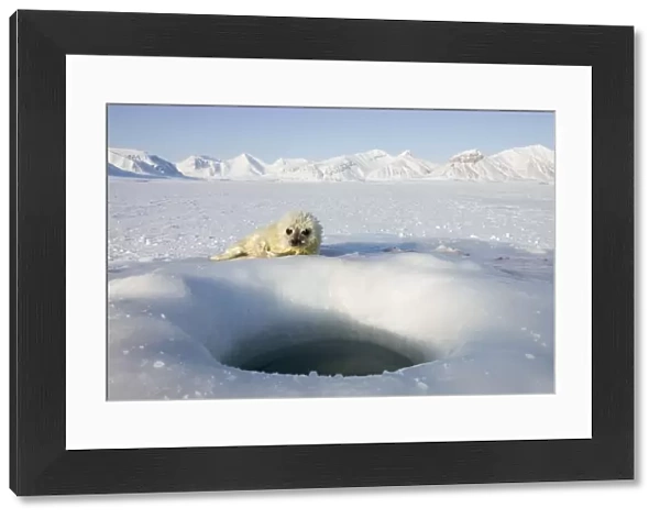 Ringed seal (Phoca hispida) pup, Billefjord, Svalbard, Spitzbergen, Arctic