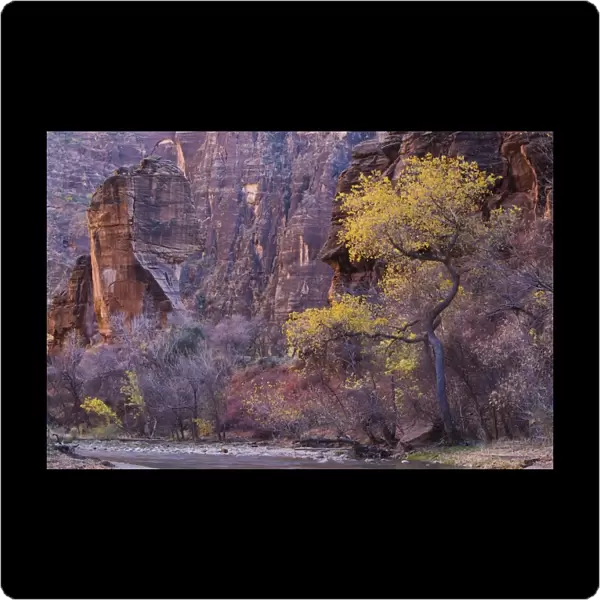 Cottonwood by the Virgin River, The Pulpit, Zion National Park in Autumn