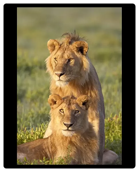 Two male lion (Panthera leo), Serengeti National Park, Tanzania, East Africa, Africa