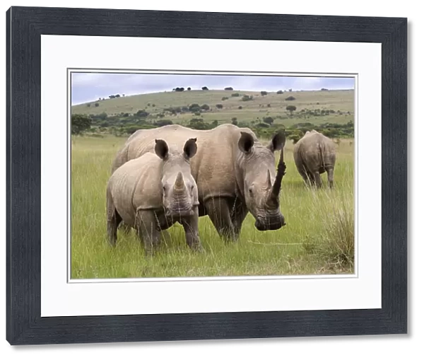 White rhino (Ceratotherium simum), and calf, Ithala Game Reserve, KwaZulu Natal