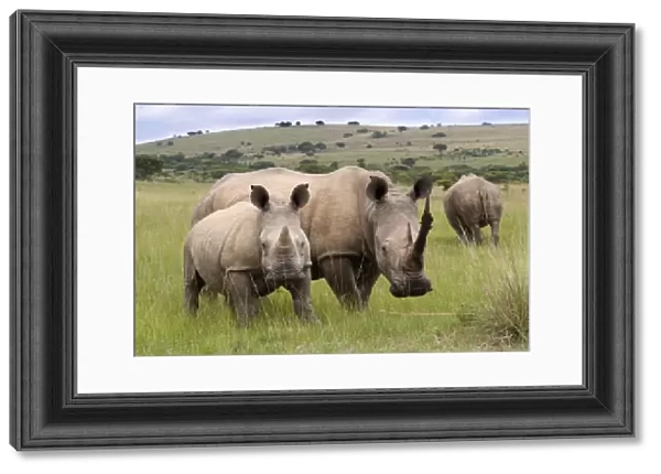 White rhino (Ceratotherium simum), and calf, Ithala Game Reserve, KwaZulu Natal
