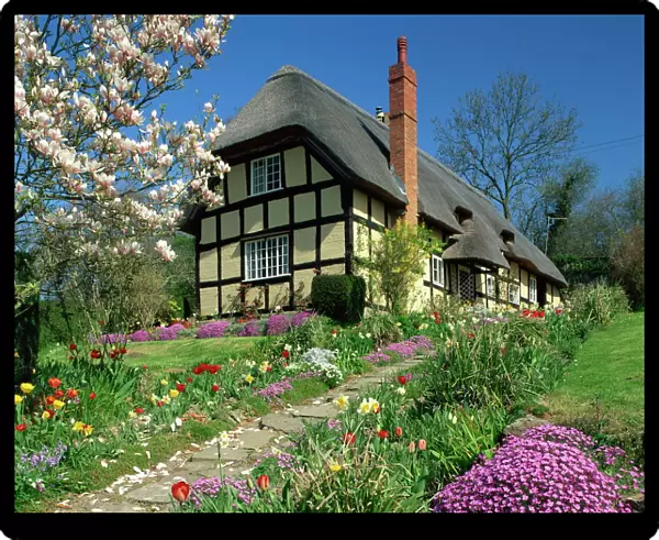 Timber framed thatched cottage and garden with spring flowers at Eastnor in Hereford