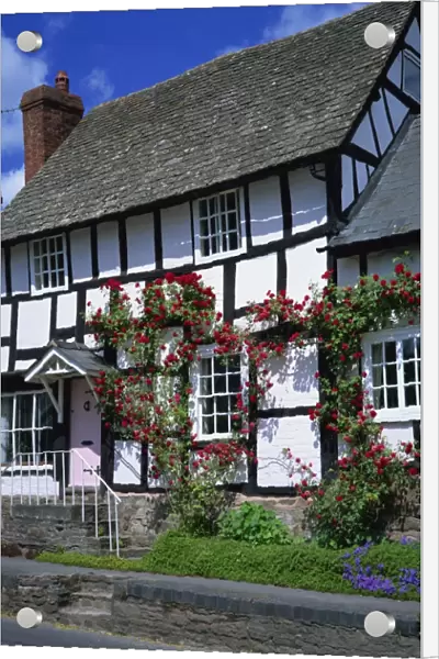 Roses round the door of timber framed cottage, Pembridge, Herefordshire