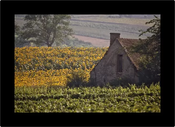 Old farm building among sunflowers and vineyard, St. -Pourcain-sur-Sioule