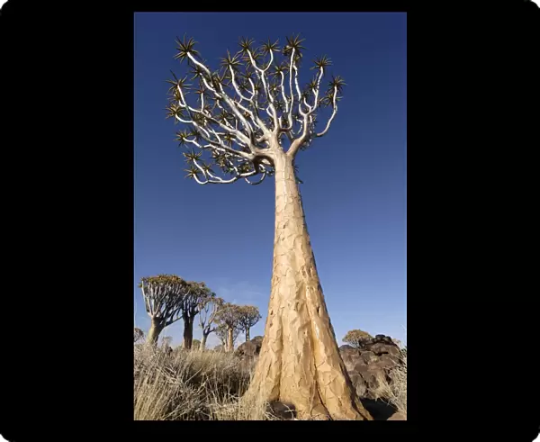 Quiver tree, Keetmanshoop, Namibia, Africa