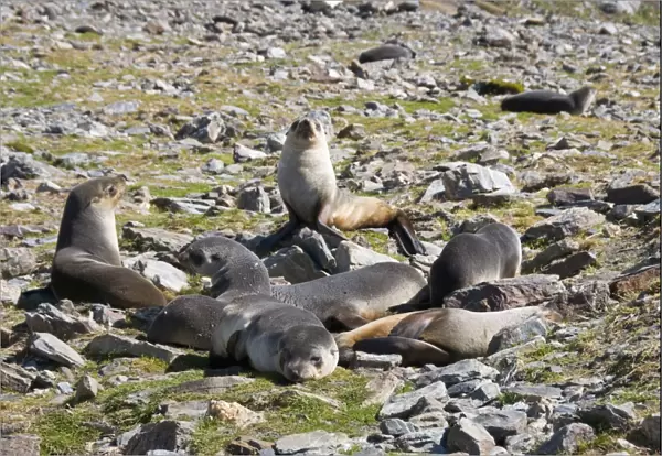 Fur seals, Moltke Harbour, Royal Bay, South Georgia, South Atlantic