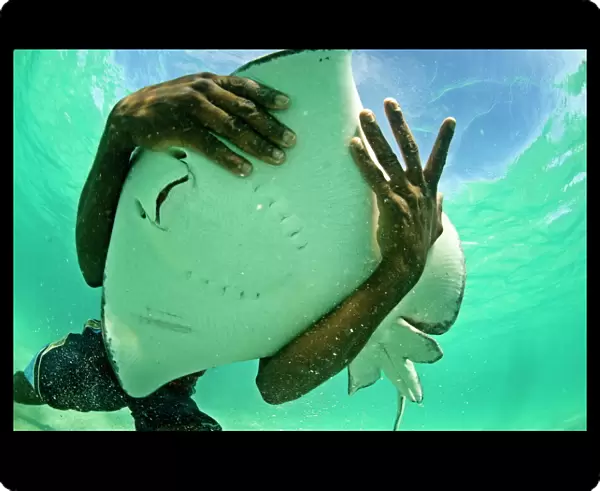 Holding a stingray, Antigua, West Indies, Caribbean, Central America