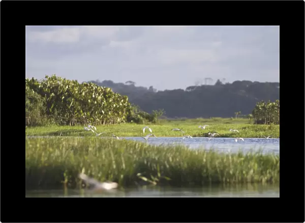 Egrets in the everglades of Kaw, French Guiana, South America