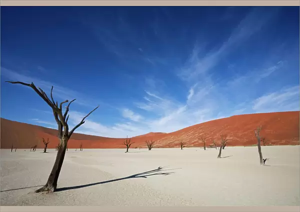 Dead Vlei, Sossusvlei, Namib-Naukluft Park, Namib Desert, Namibia, Africa