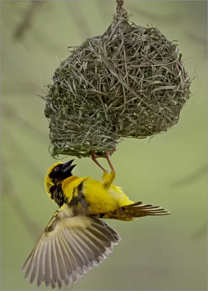 Male Spotted-backed weaver (Village weaver) (Ploceus cucullatus) building a nest