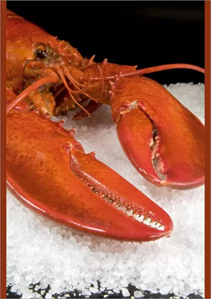 Lobster (Homarus americanus) in a salt bed