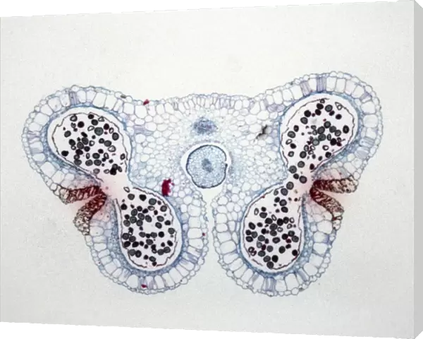 Light Micrograph (LM) of the transverse section of Lilium anthers with mature pollen