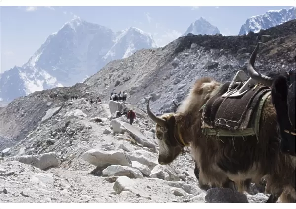 Yak on a trail, Solu Khumbu Everest Region, Sagarmatha National Park, Himalayas
