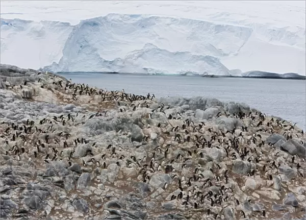 Adelie penguin colony (Pygoscelis adeliae), Commonwealth Bay, Antarctica, Polar Regions